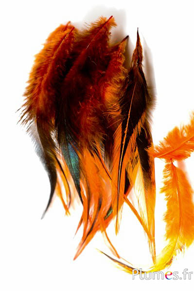 Coq flammé - 10-15 cm - orange sanguin